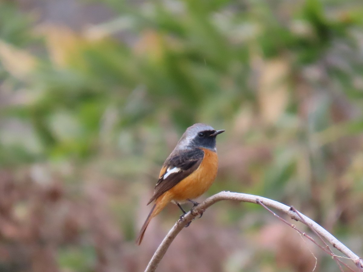 חכלילית סיבירית - ML646630423