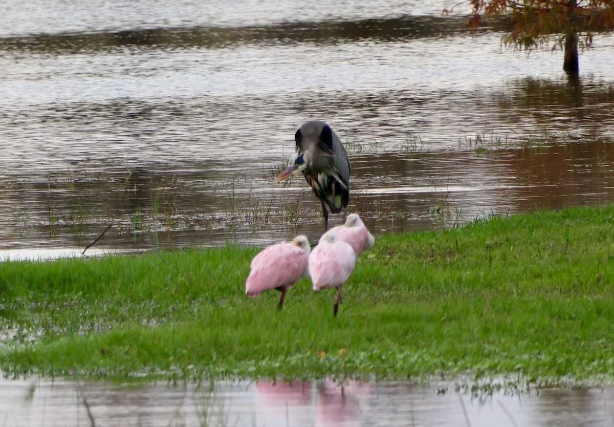 Roseate Spoonbill - ML646630430