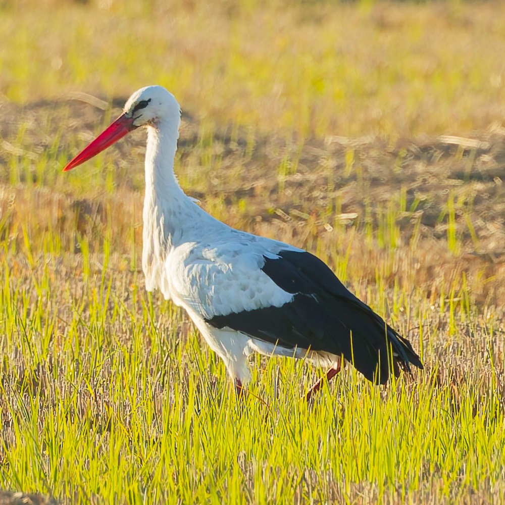 Leylek - ML646630431