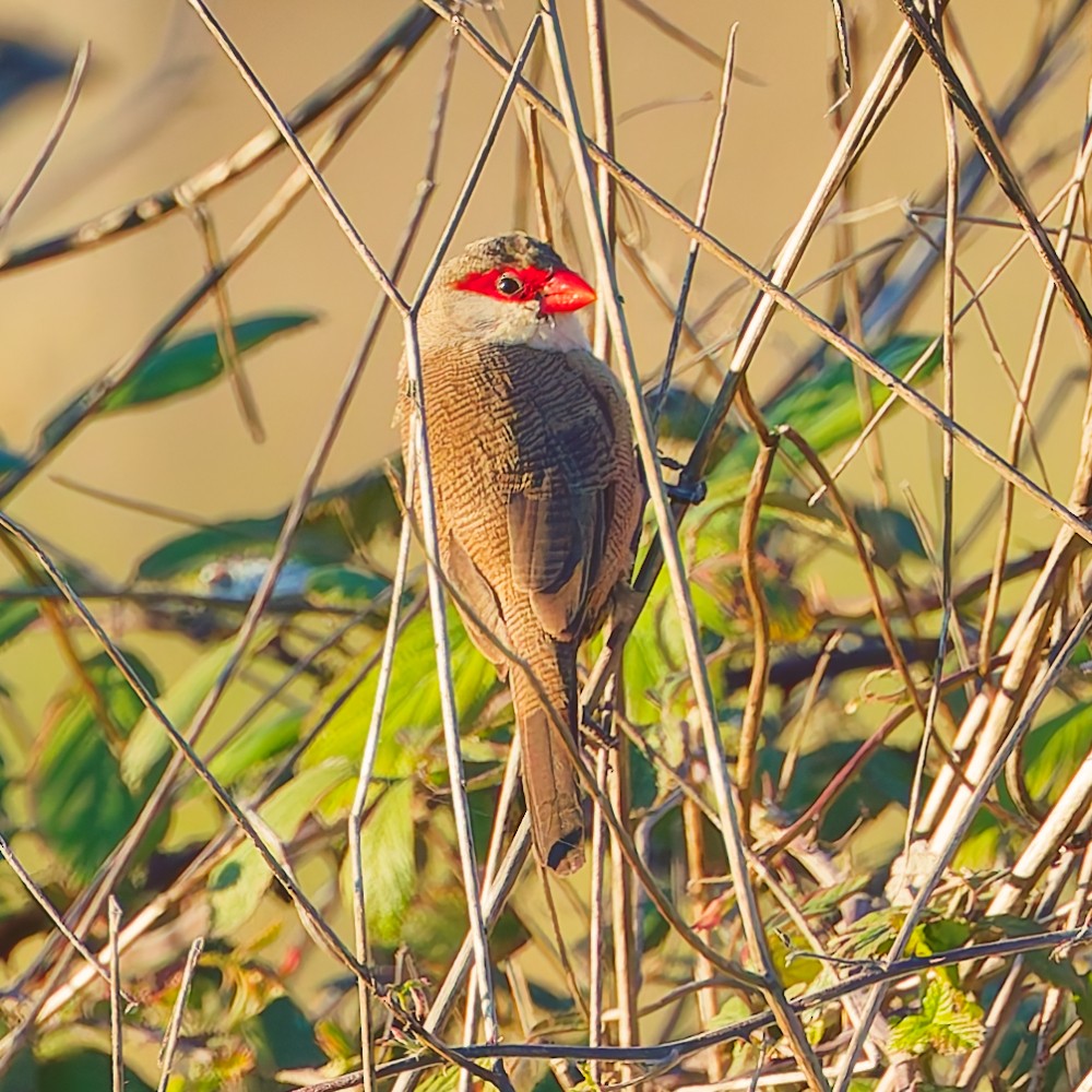 Mumgaga - ML646630440