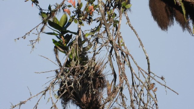 Long-tailed Sylph - ML646630447