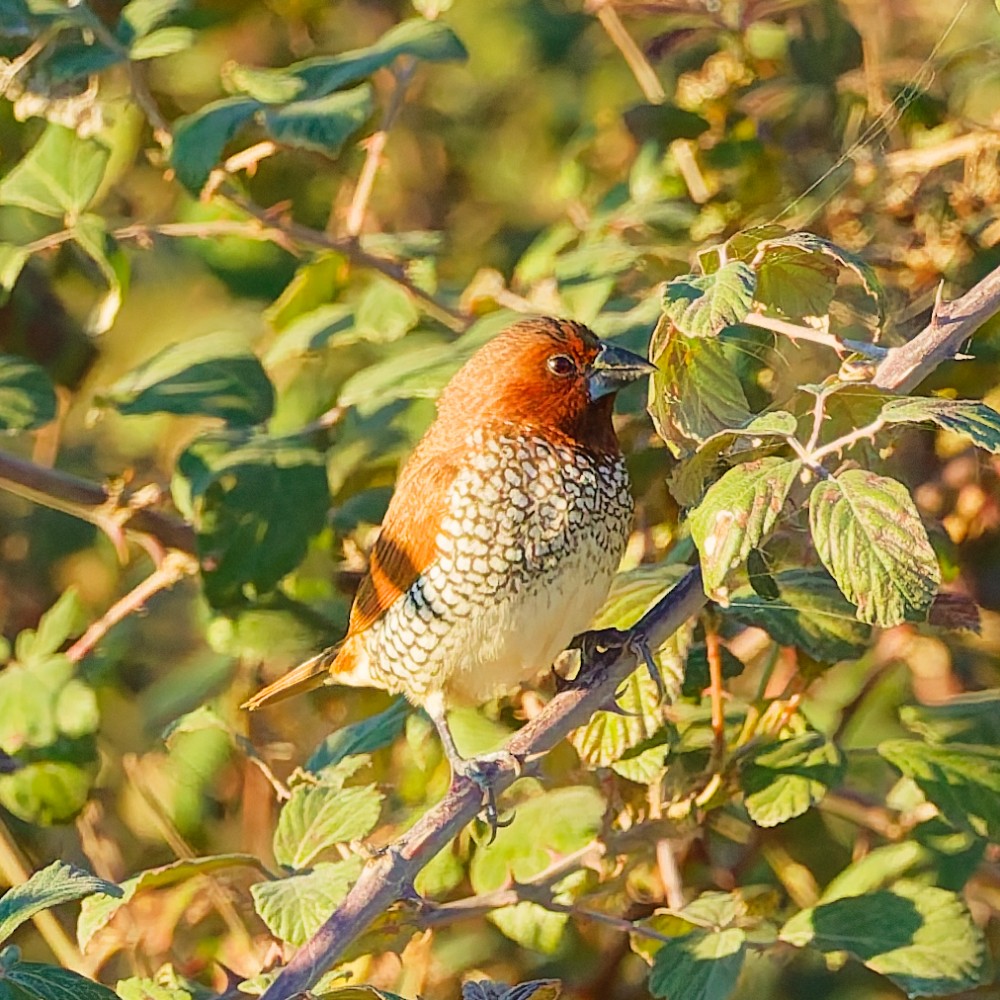 Scaly-breasted Munia - ML646630449