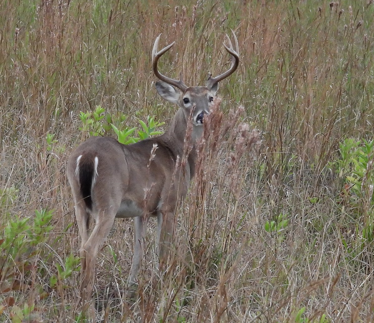 Venado de cola blanca - ML646630451