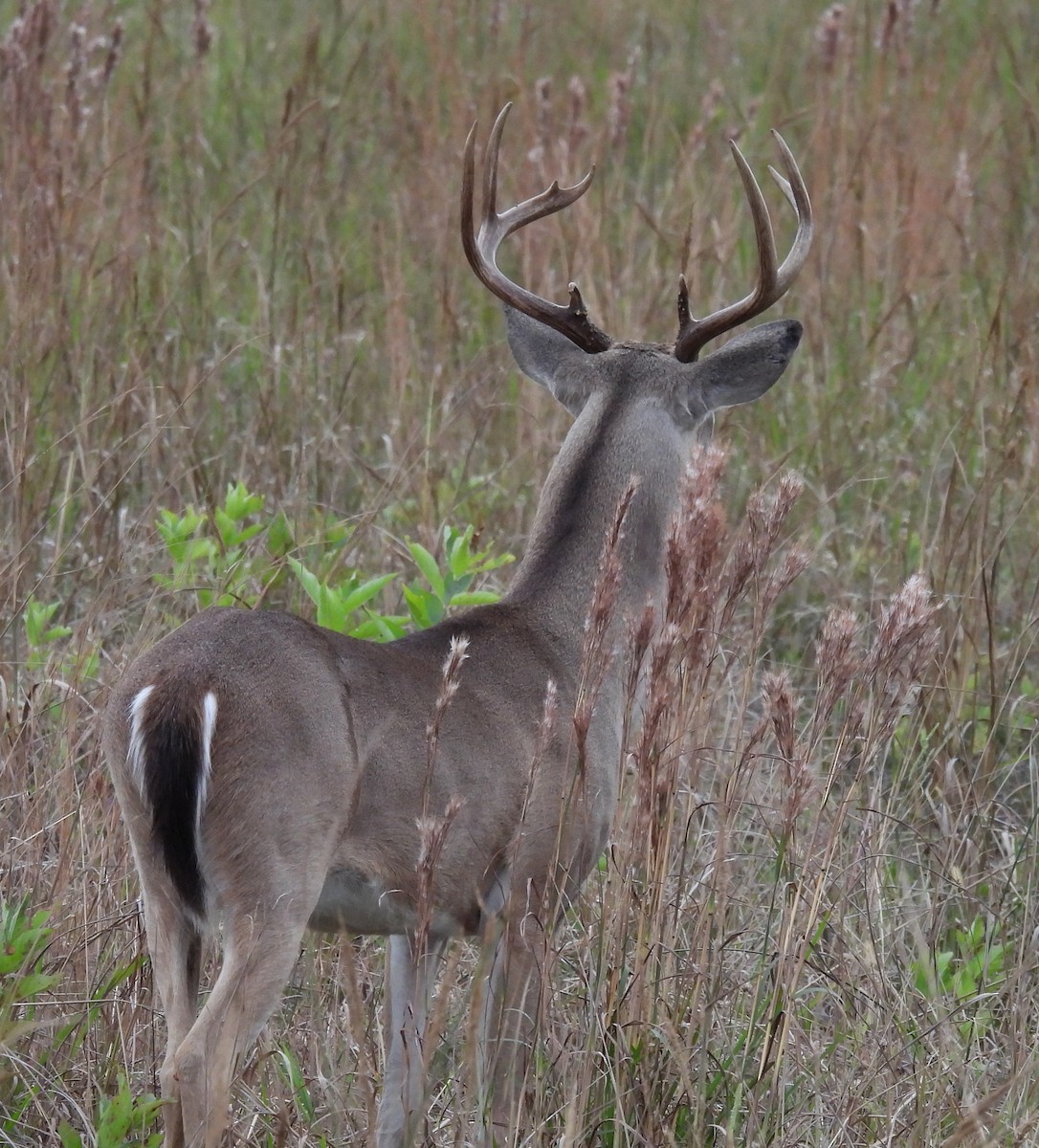 Venado de cola blanca - ML646630453