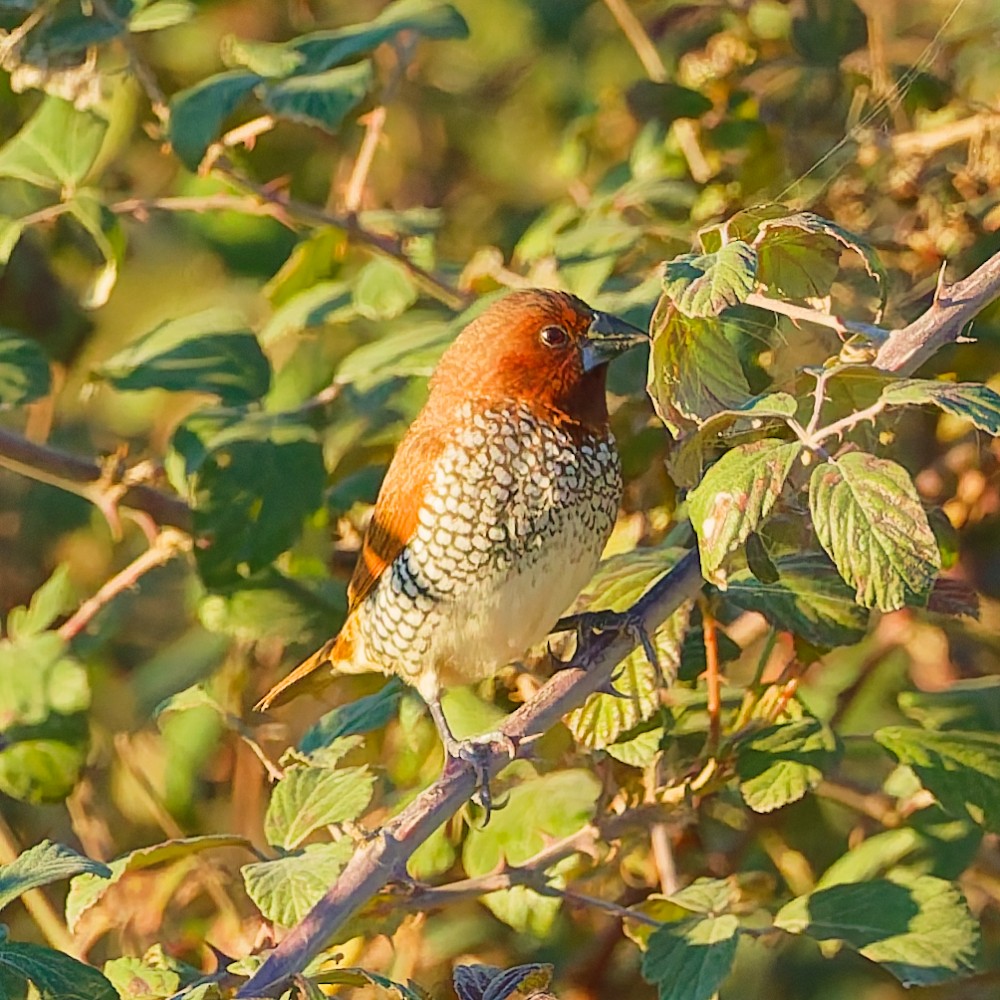 Scaly-breasted Munia - ML646630454