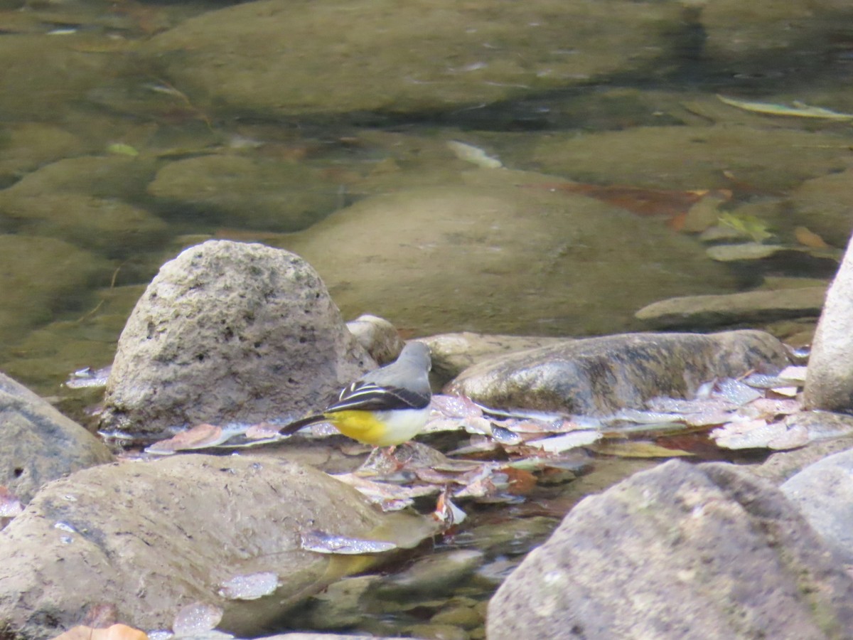 Gray Wagtail - ML646630456