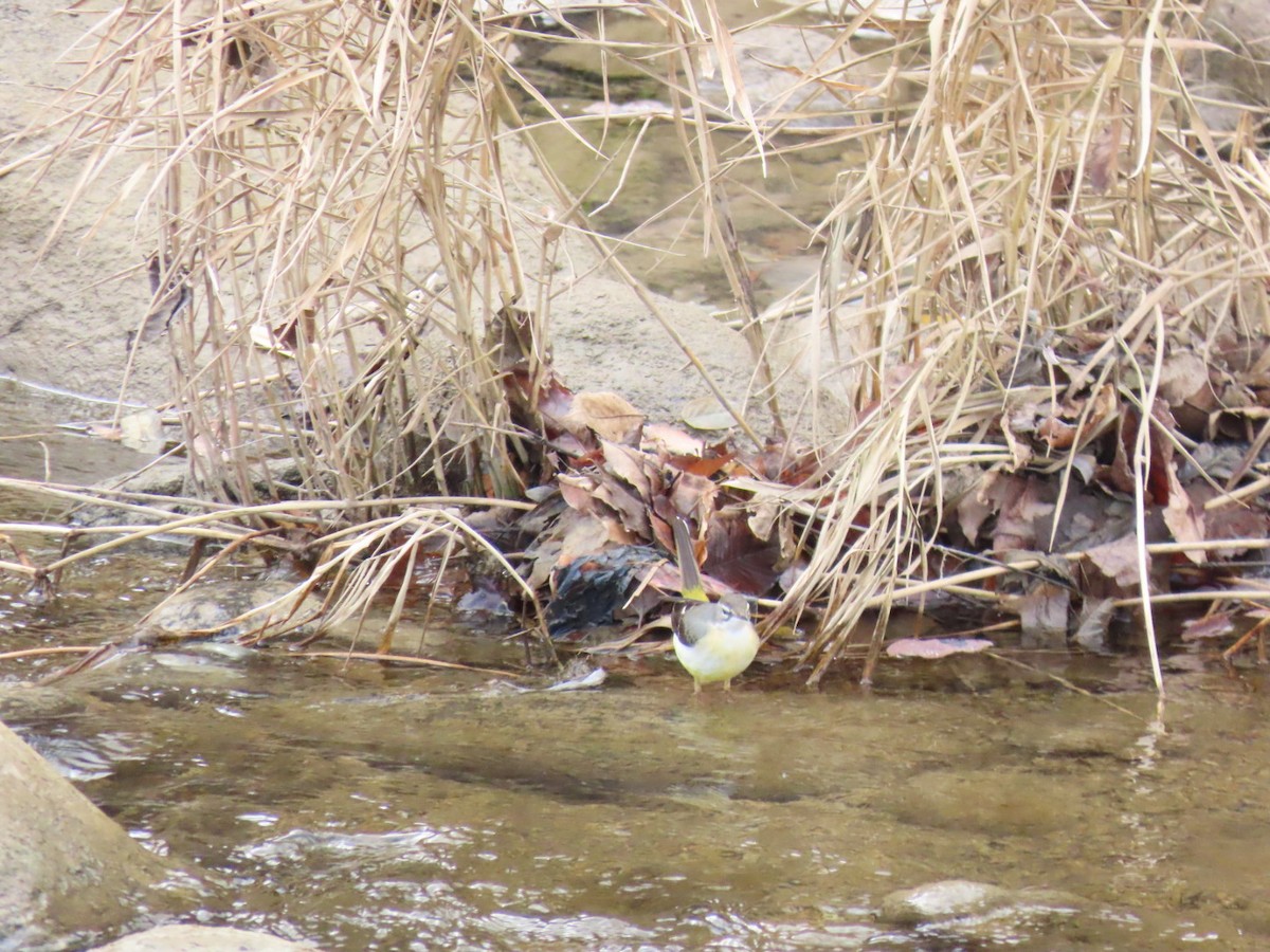 Gray Wagtail - ML646630458