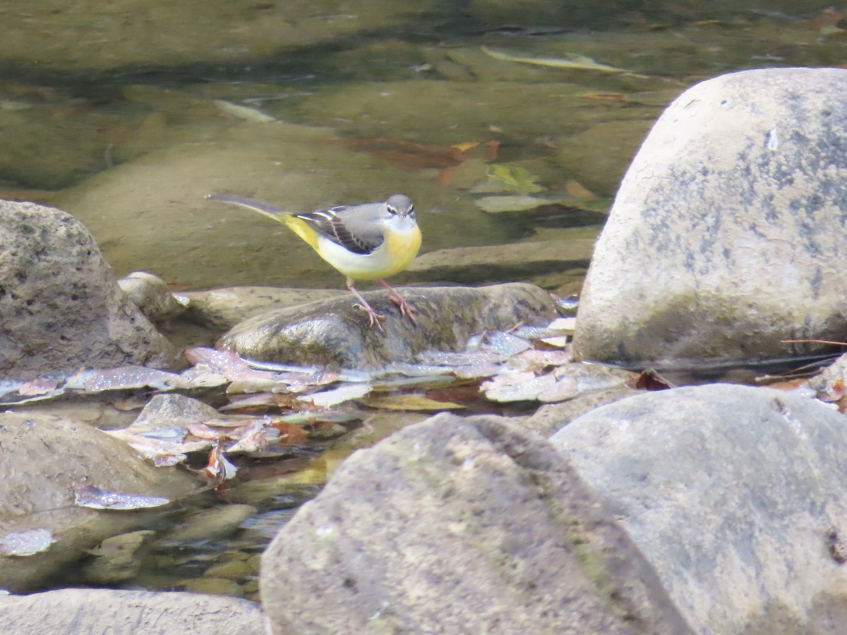 Gray Wagtail - ML646630459