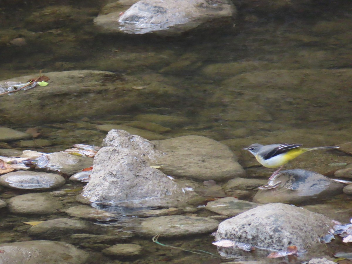 Gray Wagtail - ML646630460