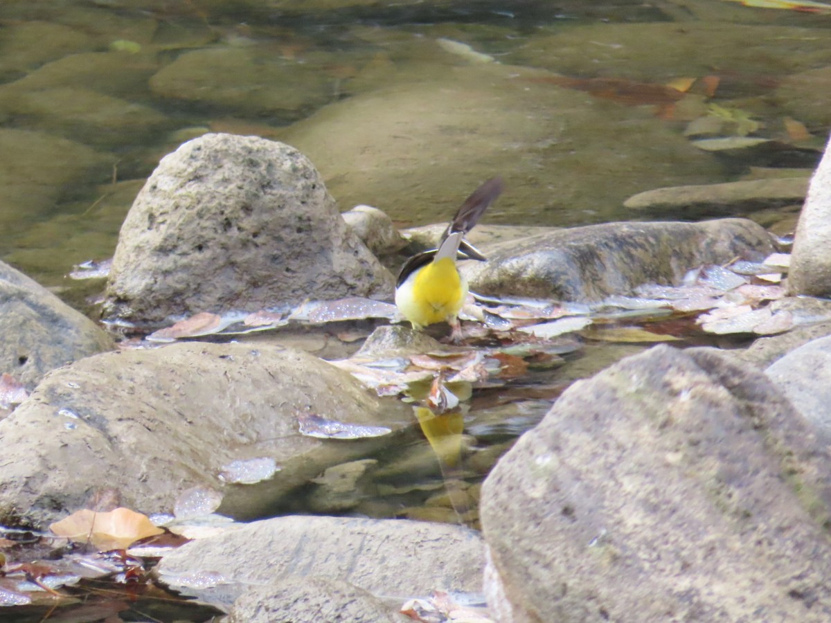 Gray Wagtail - ML646630461