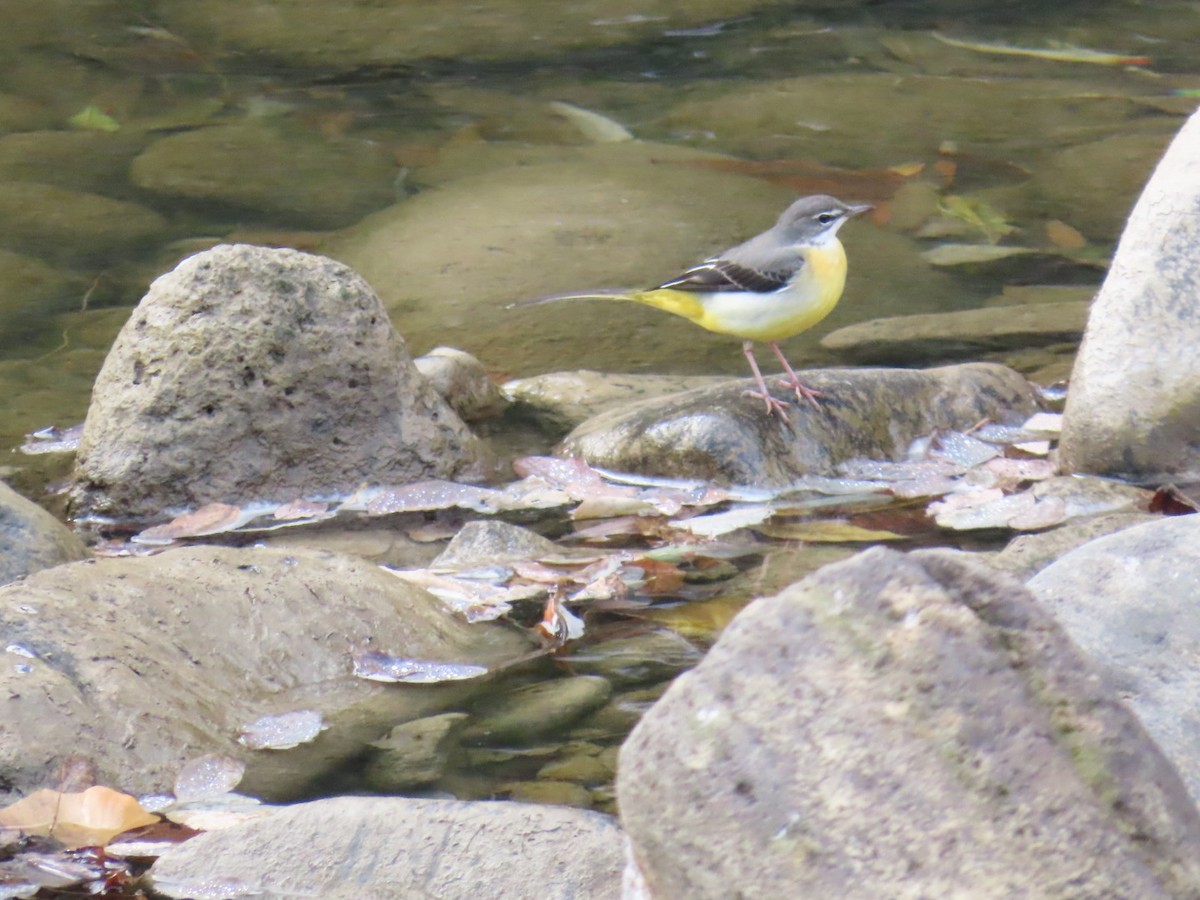 Gray Wagtail - ML646630462