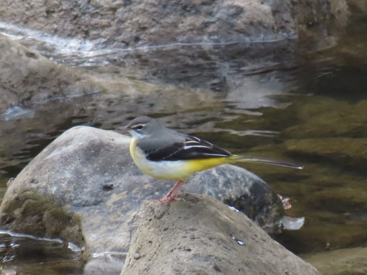 Gray Wagtail - ML646630463