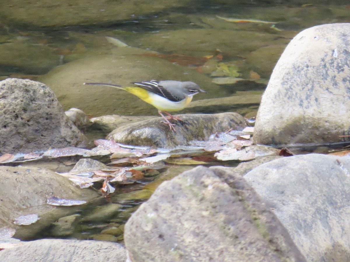Gray Wagtail - ML646630464