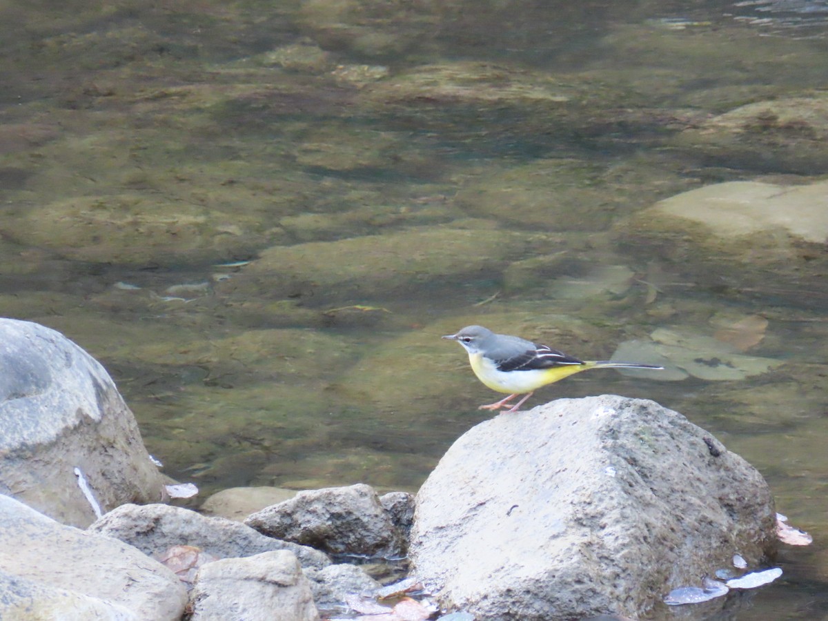 Gray Wagtail - ML646630465