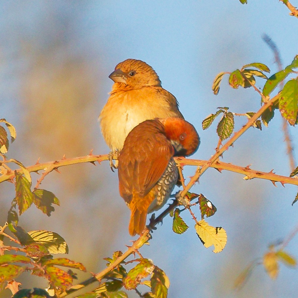 Scaly-breasted Munia - ML646630467