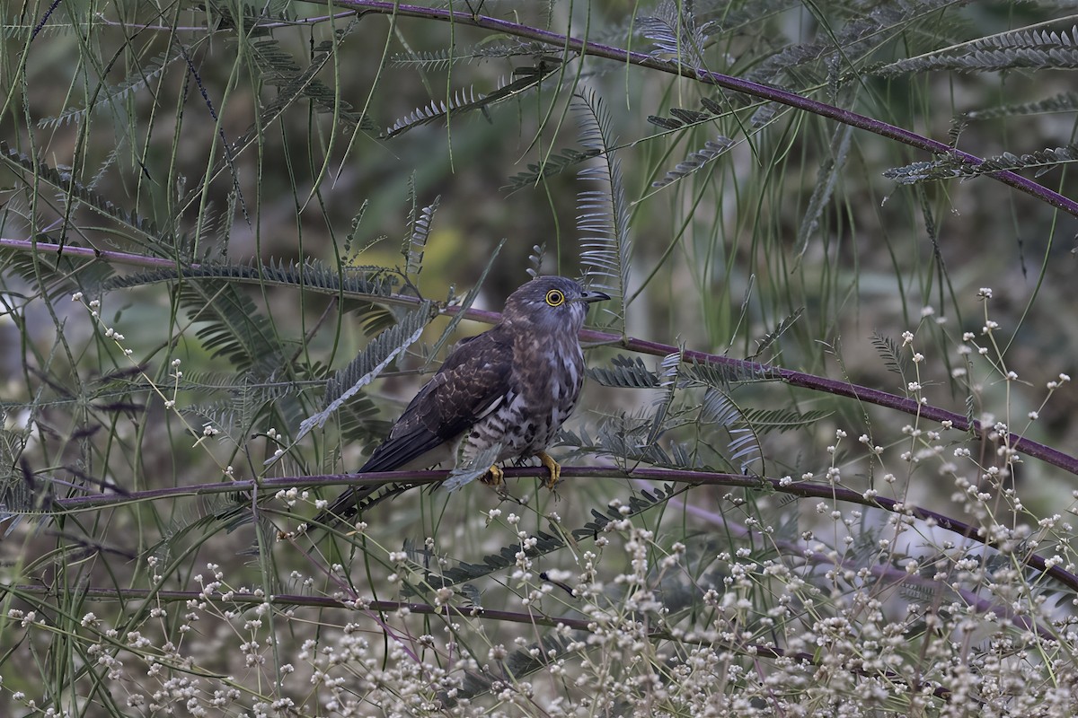 Common Hawk-Cuckoo - ML646630468