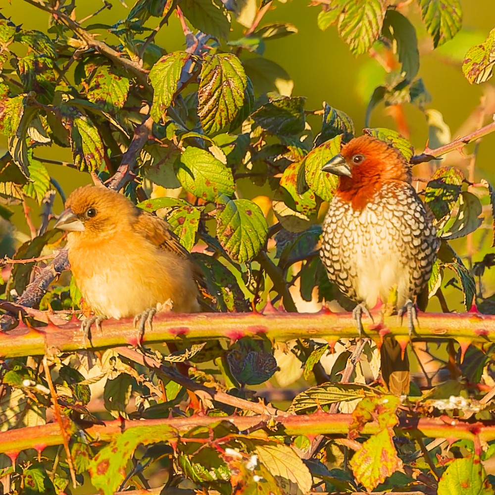 Scaly-breasted Munia - ML646630470