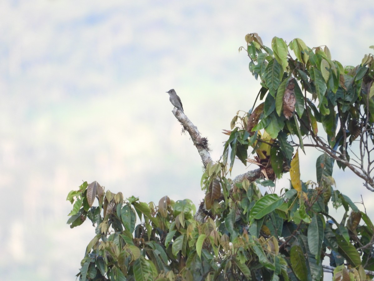 Western Wood-Pewee - ML646630471