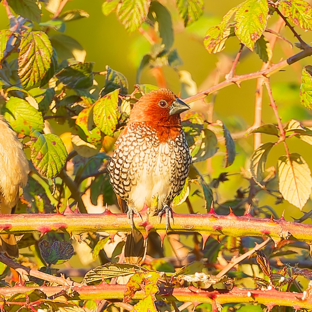 Scaly-breasted Munia - ML646630475