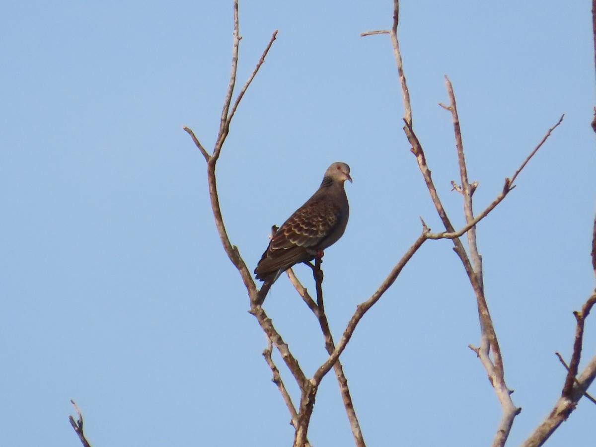 Oriental Turtle-Dove - ML646630476