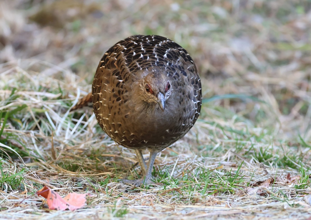 Mikado Pheasant - ML646630477