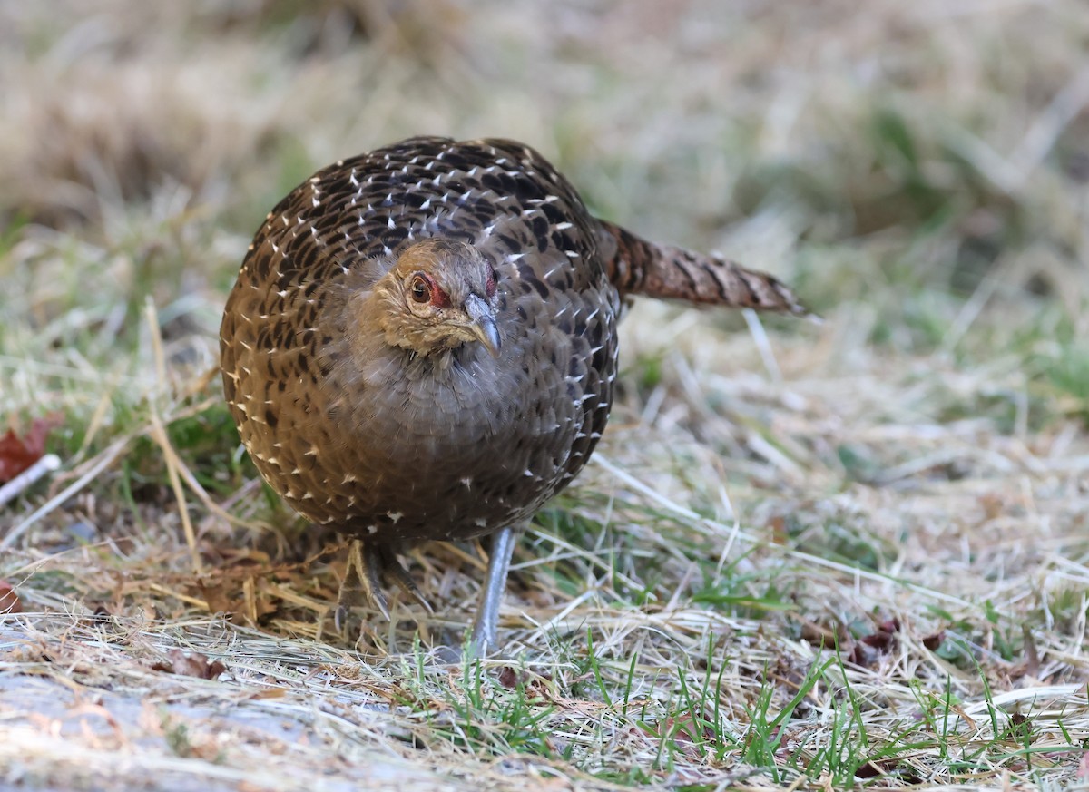 Mikado Pheasant - ML646630478