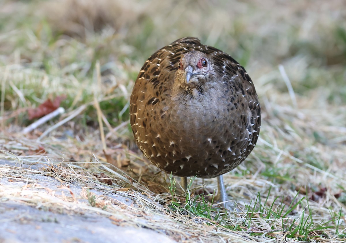 Mikado Pheasant - ML646630479