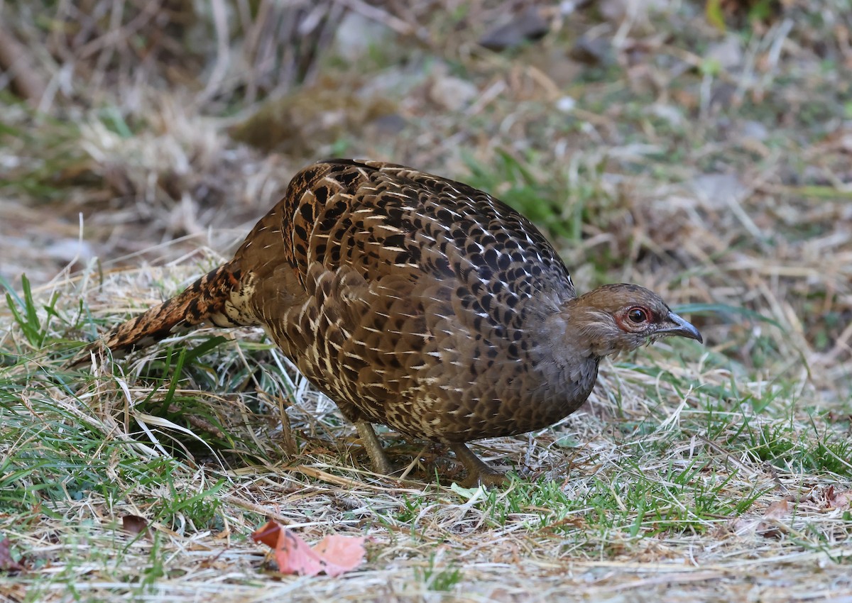 Фазан микадо - ML646630480