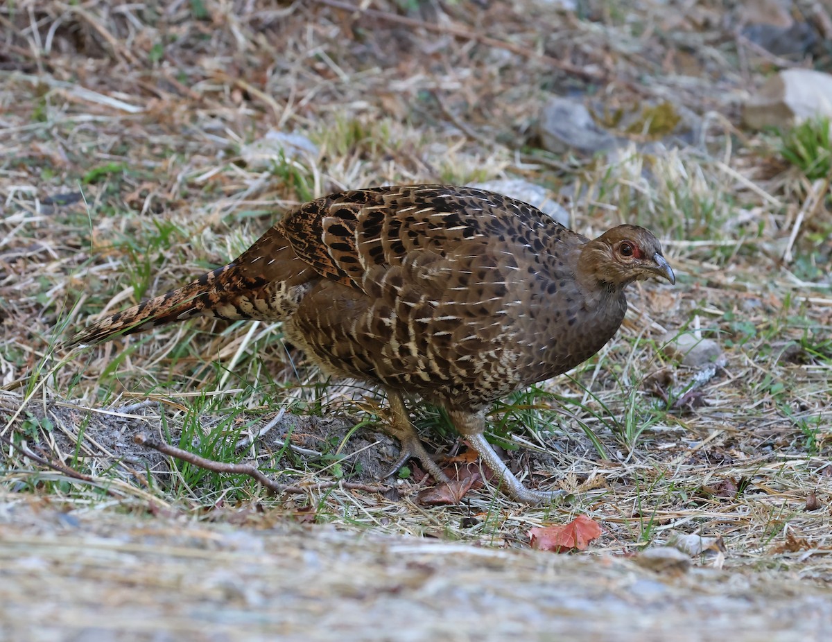 Фазан микадо - ML646630481