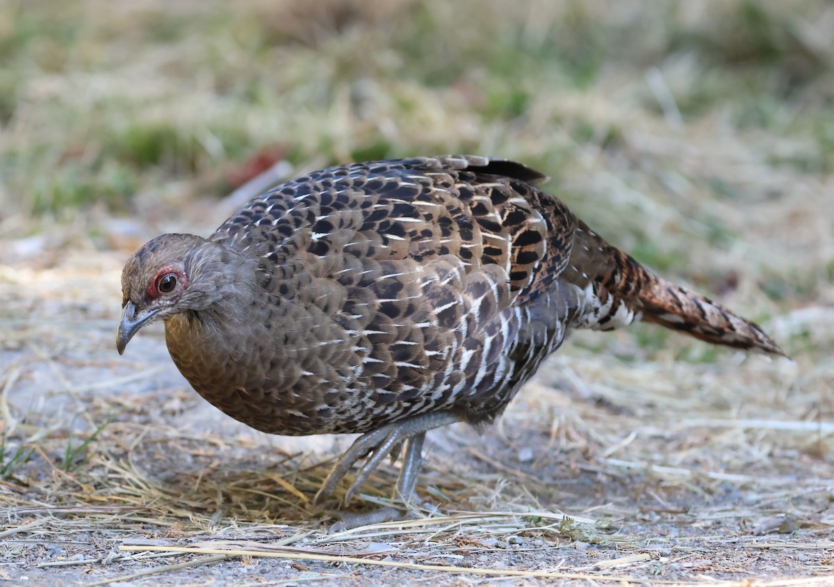 Фазан микадо - ML646630482