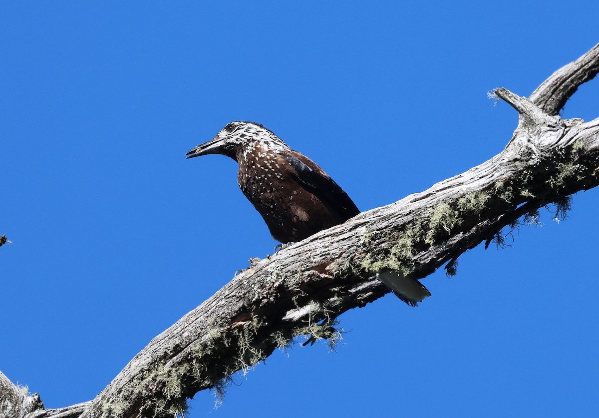 Cascanueces Sureño - ML646630490