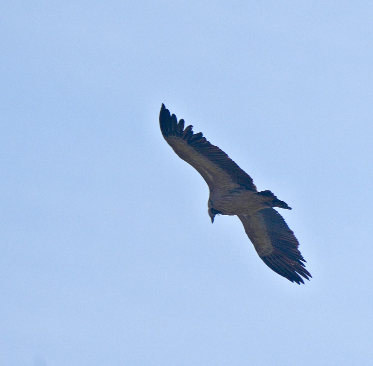 Indian Vulture - ML646630495