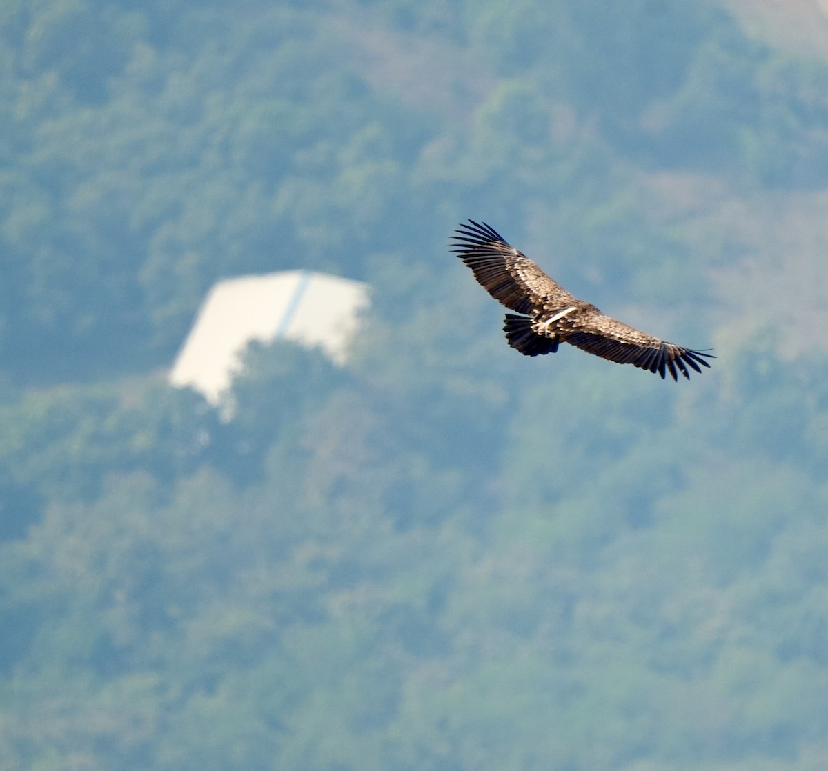 Indian Vulture - ML646630496