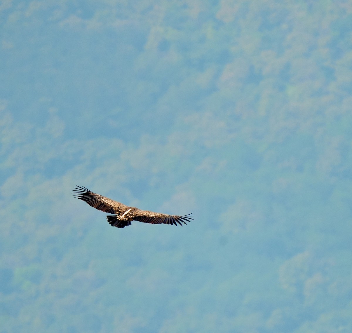 Indian Vulture - ML646630498