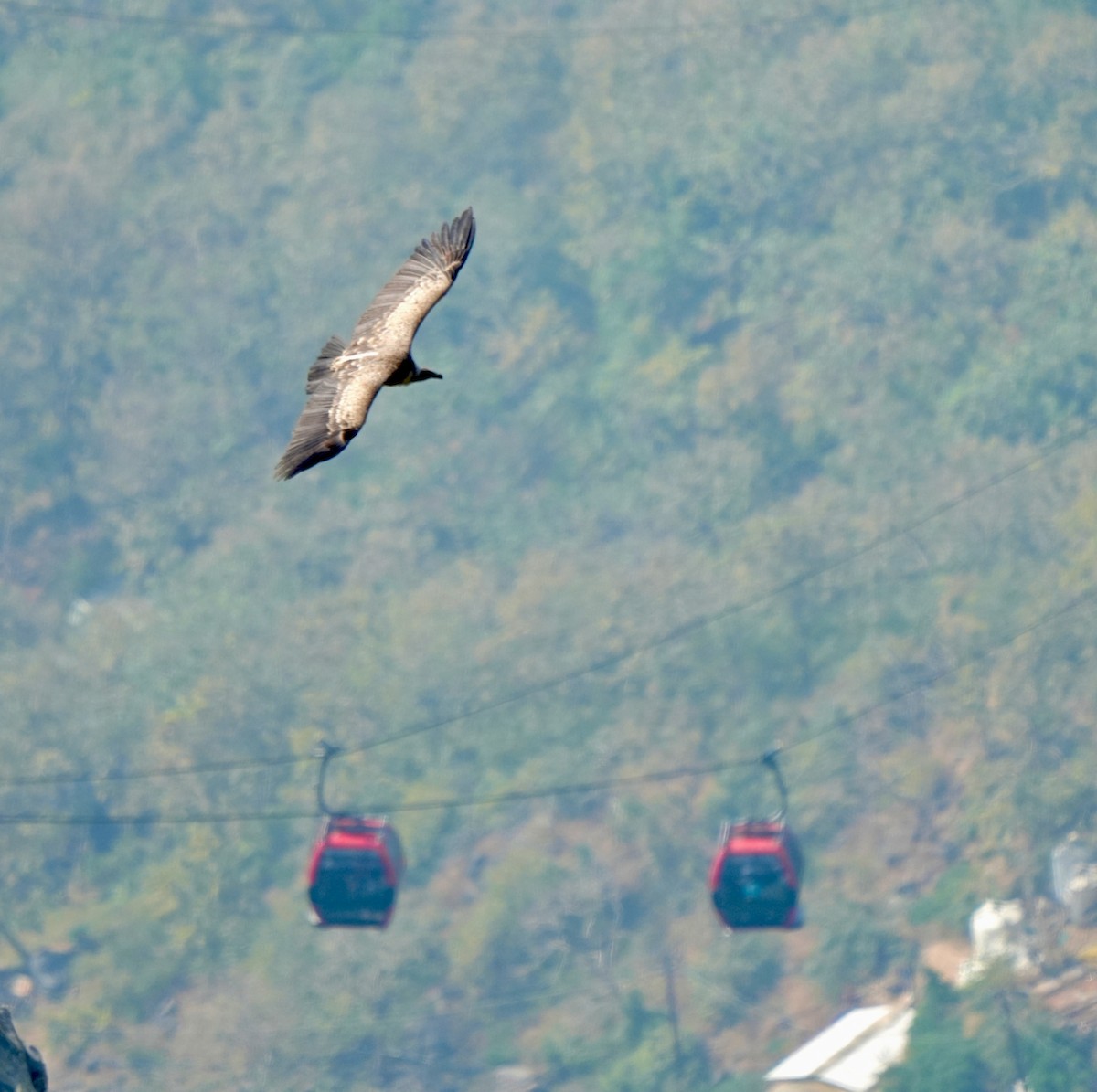 Indian Vulture - ML646630499