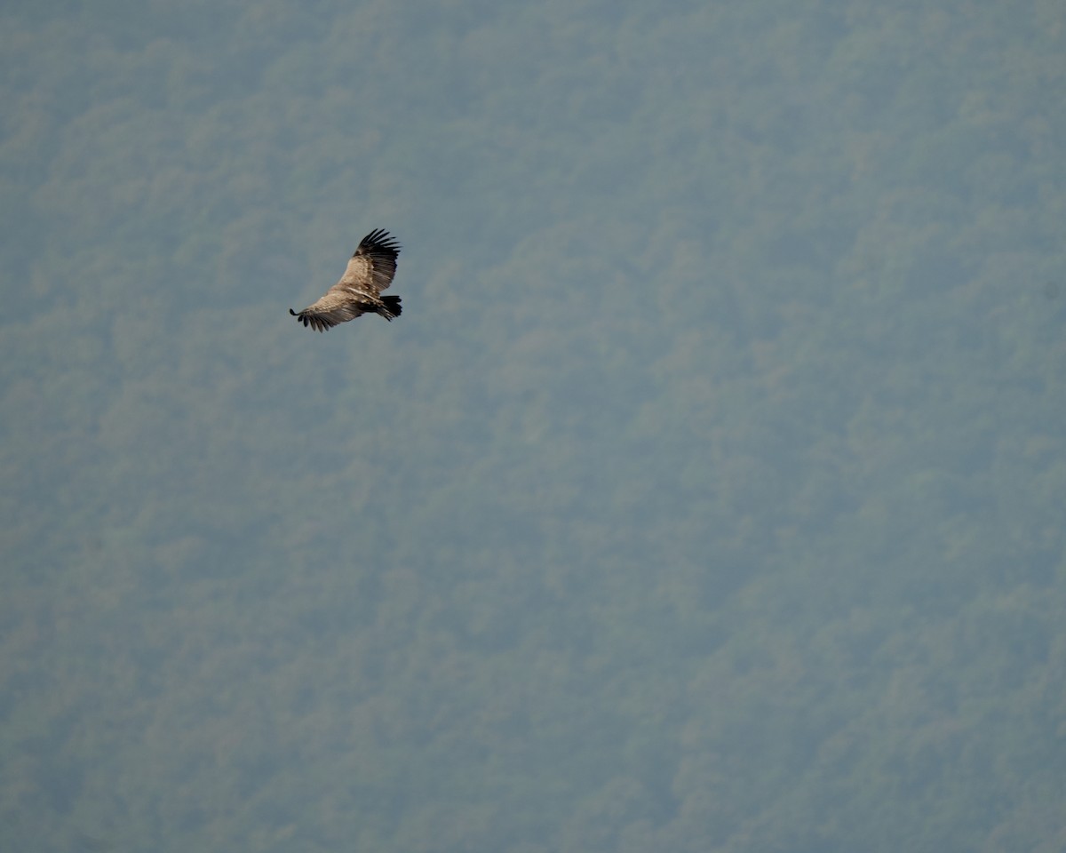 Indian Vulture - ML646630500