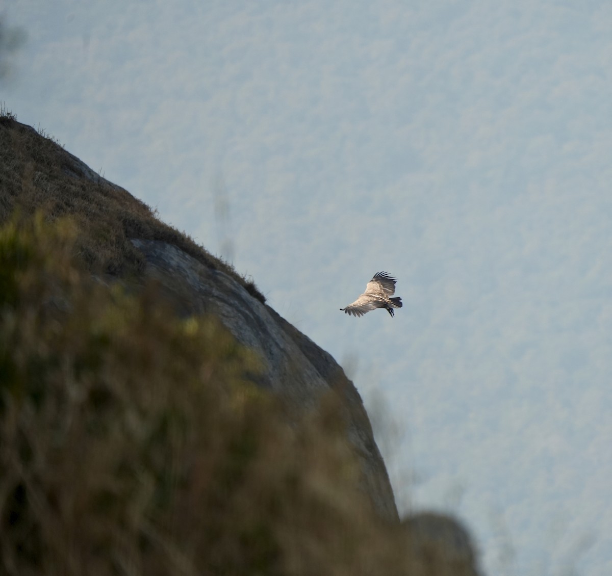 Indian Vulture - ML646630501