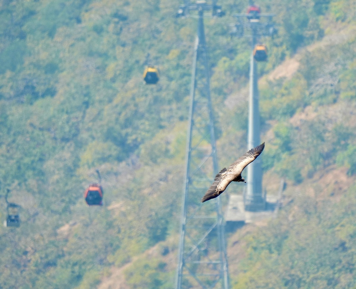 Indian Vulture - ML646630502