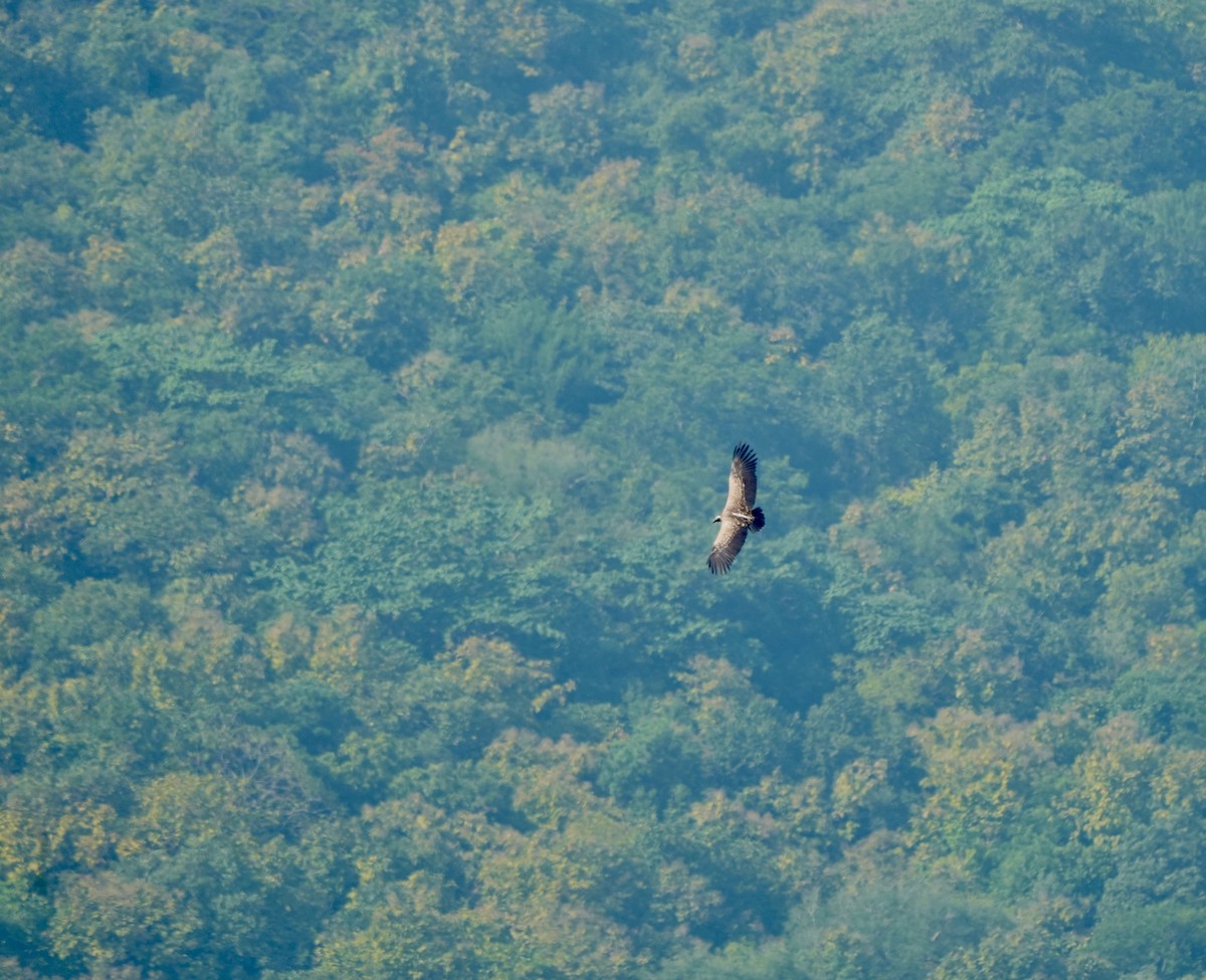 Indian Vulture - ML646630503