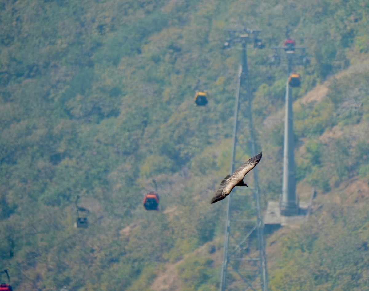 Indian Vulture - ML646630504