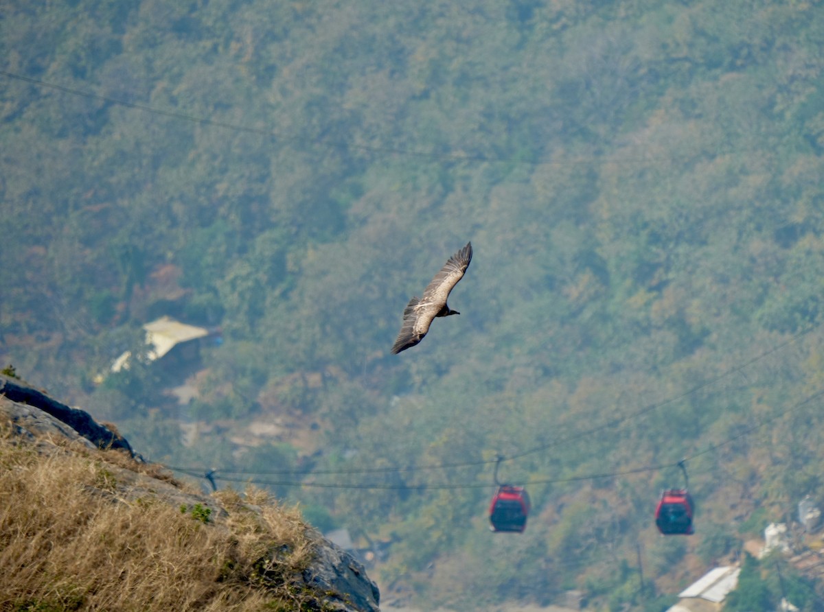 Indian Vulture - ML646630505