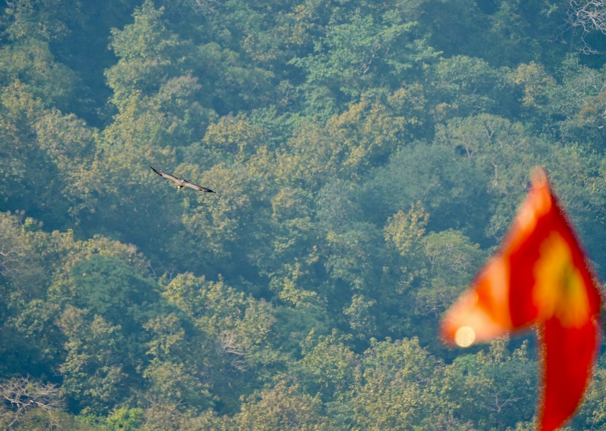 Indian Vulture - ML646630506