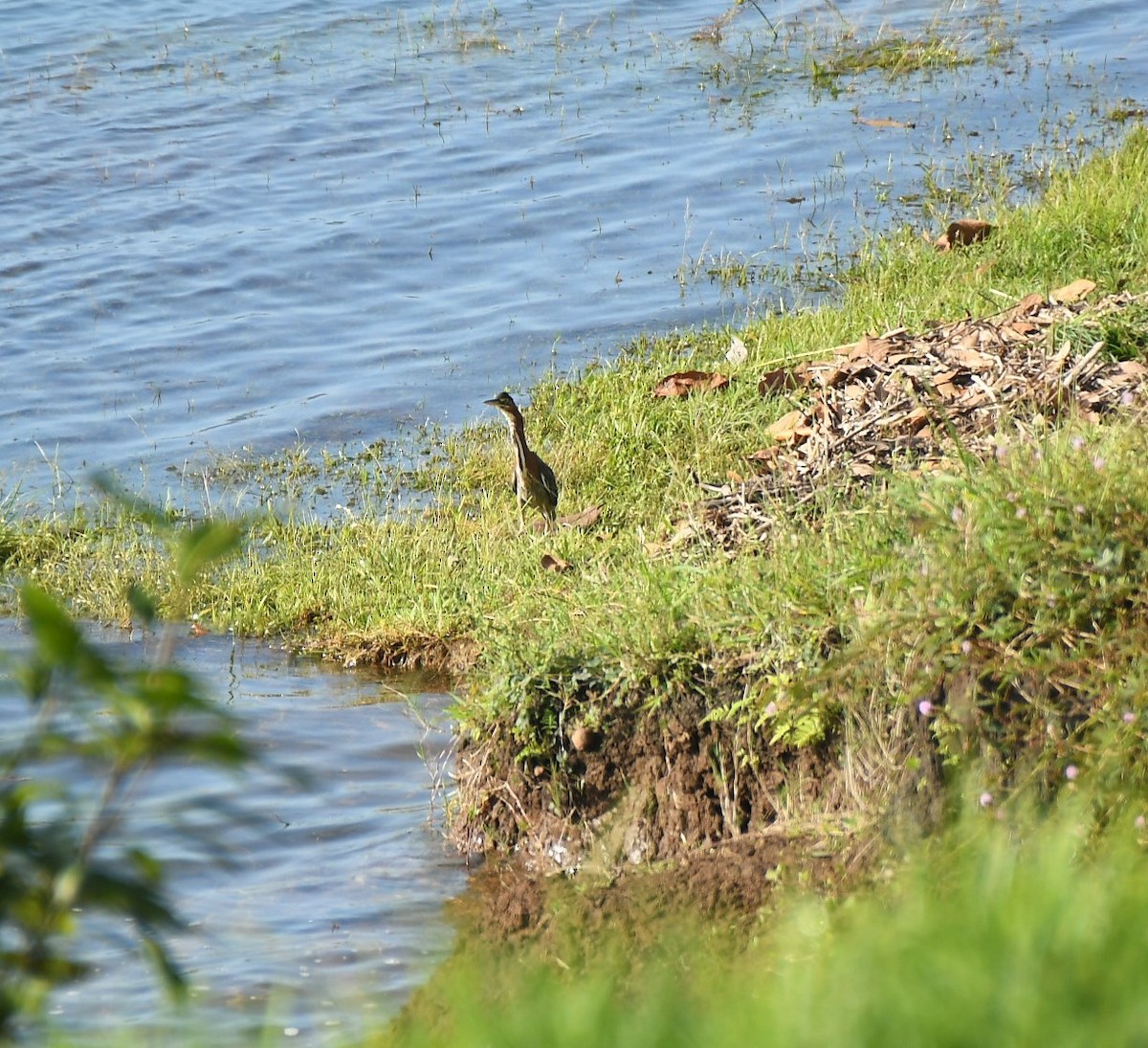 アメリカササゴイ - ML646630507