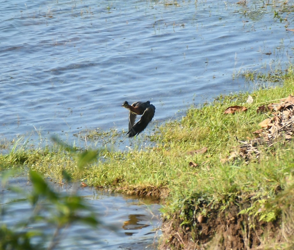 アメリカササゴイ - ML646630508