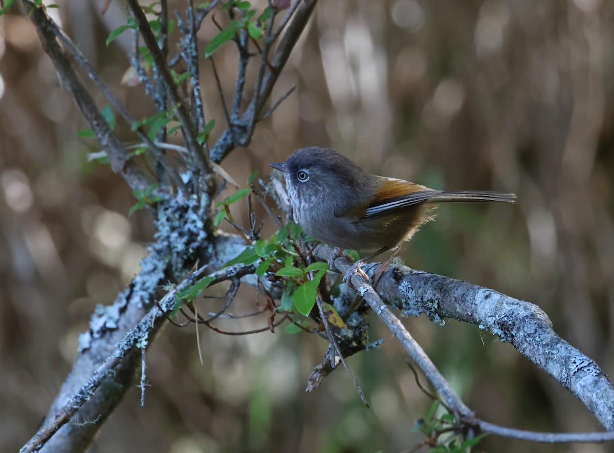 Тайваньская фульветта - ML646630509