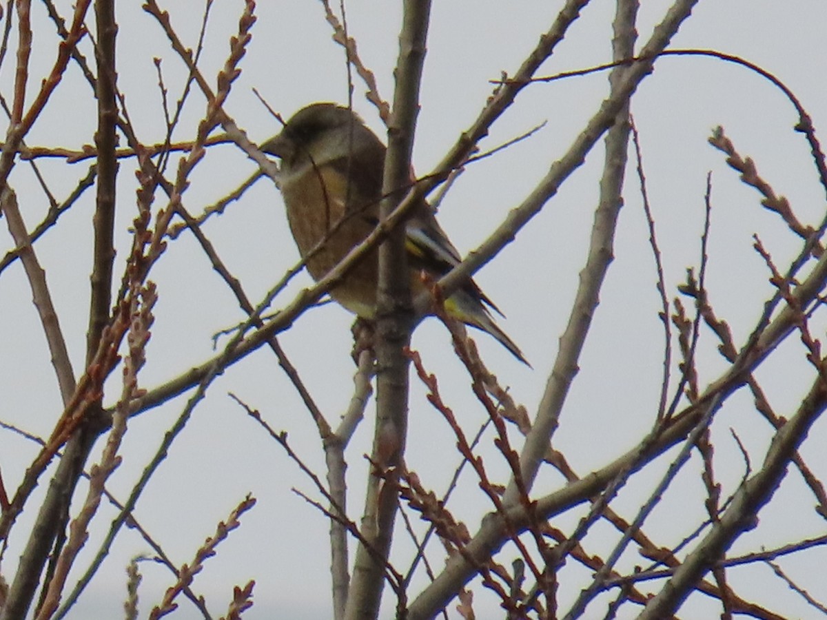 Oriental Greenfinch - ML646630516