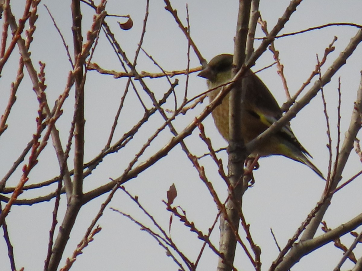 Oriental Greenfinch - ML646630517