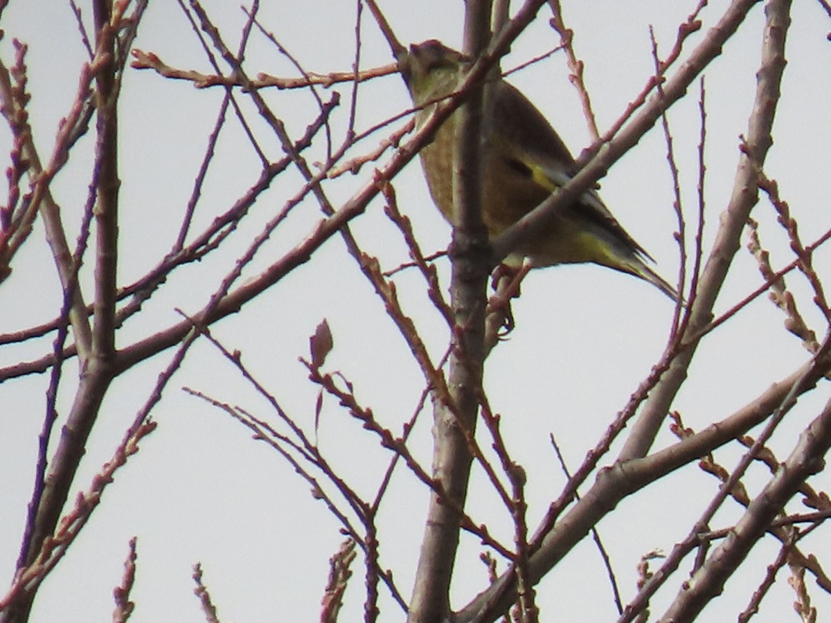 Oriental Greenfinch - ML646630518