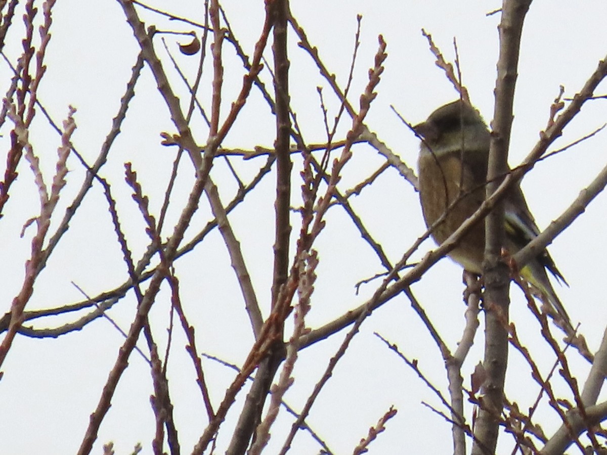 Oriental Greenfinch - ML646630519
