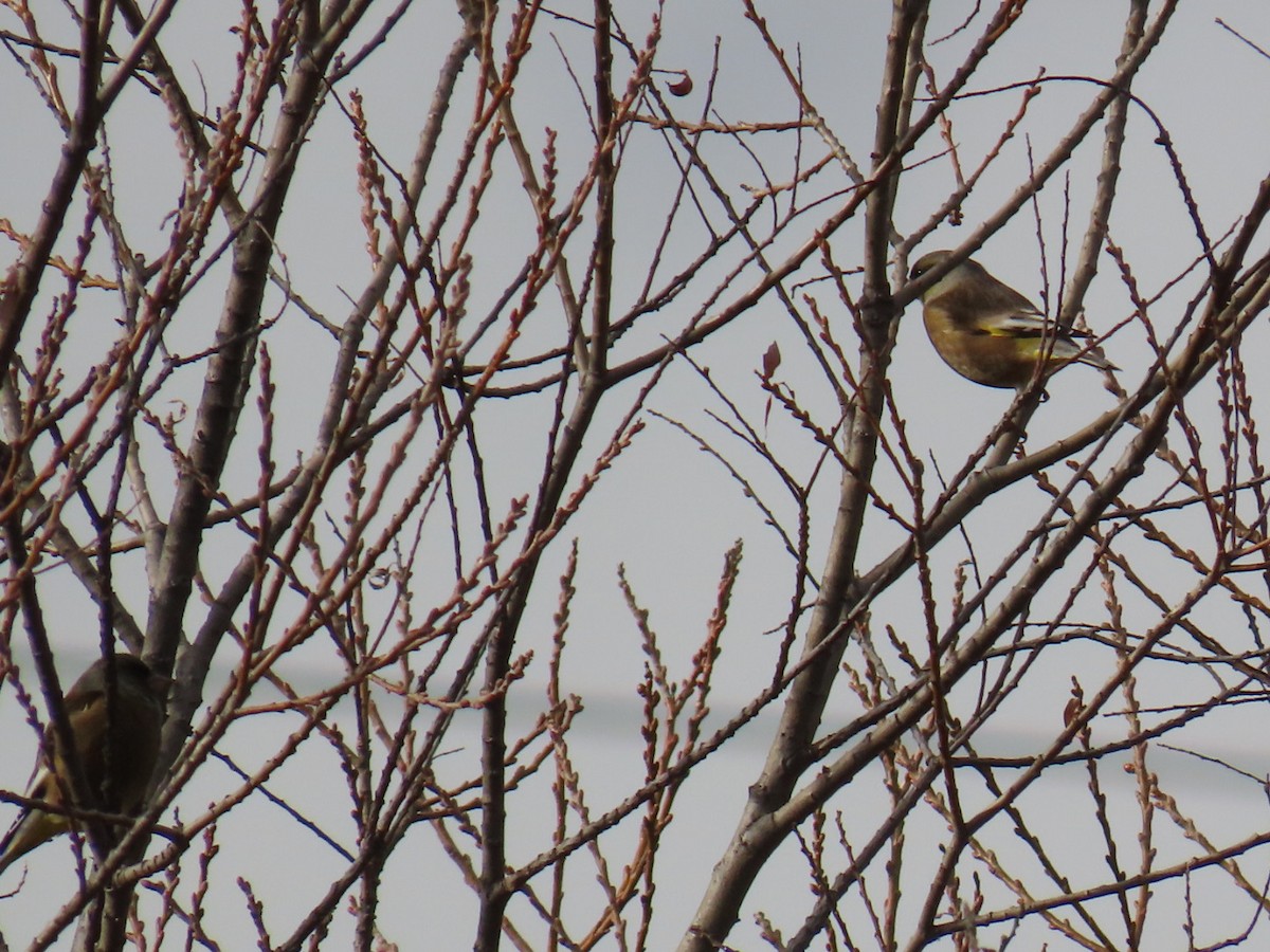 Oriental Greenfinch - ML646630520